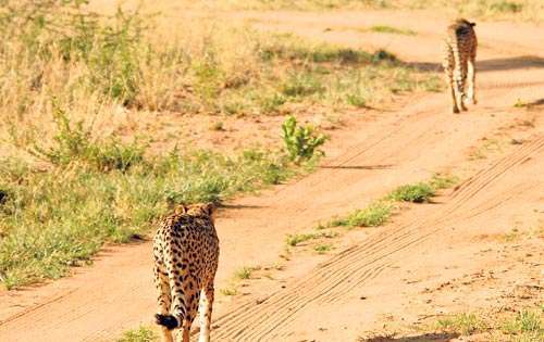 <p>Observación. Observar animales como guepardos en su entorno natural, hace que un viaje tan largo valga la pena.</p>