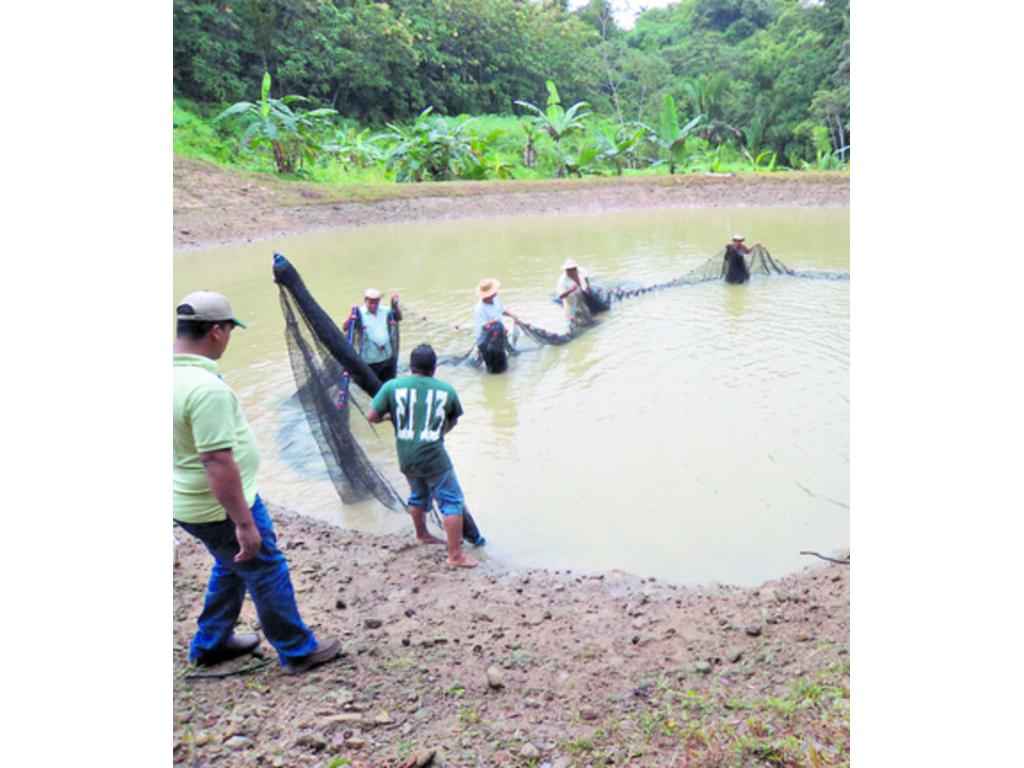 Con la producción de peces como tilapias, los productores pueden incursionar en la comercialización del producto. Actualmente en comunidades rurales, el precio es de 0.75 a 1.00 dólar por libra del pescado.(Cortesía.)