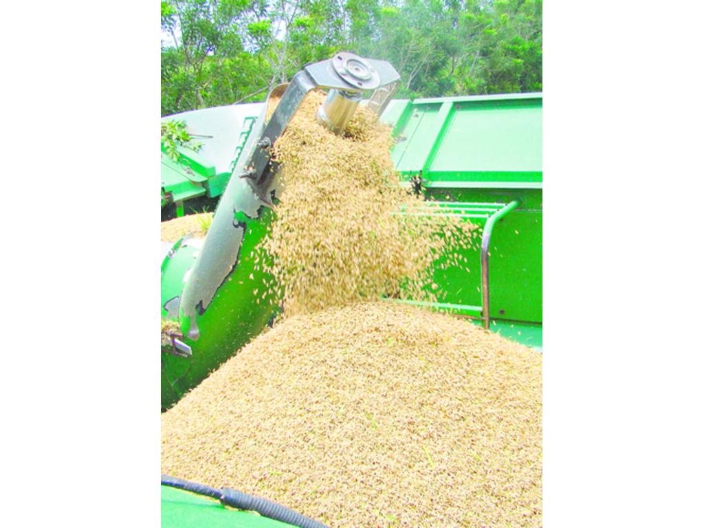 Las verificaciones no se realizan en los molinos.(Archivo.)