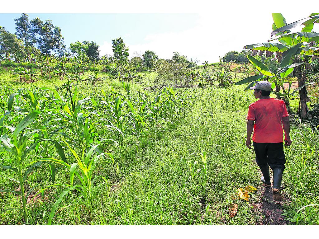 Beneficios. La finca agroforestal Las Conchas, en Chilibre, representa un ejemplo de actividades humanas en armonía con el ambiente.(Noriel Gutiérrez)