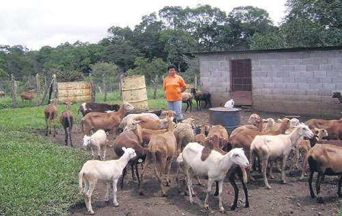 <p>Economía. Productores de pocos recursos acceden a la crianza y producción de las cabras y ovejas, y logran su sostenimiento alimenticio y económico.</p>
