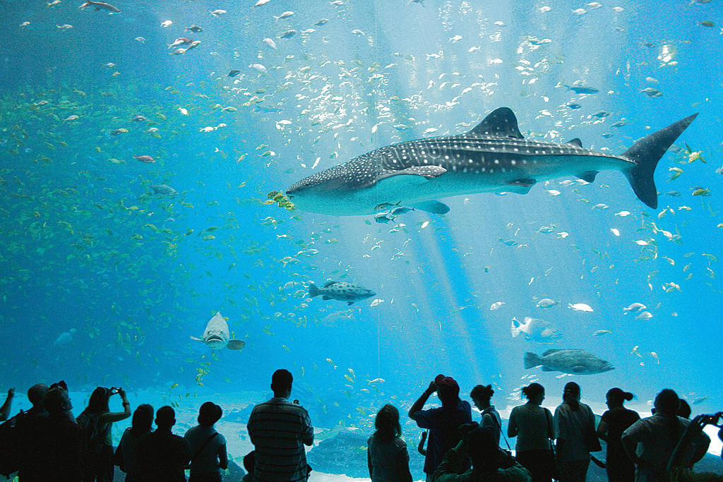 Aquarium. Ubicado en Atlanta; considerado el acuario más grande del mundo.(Zac Wolf/ Wikimedia Commons)