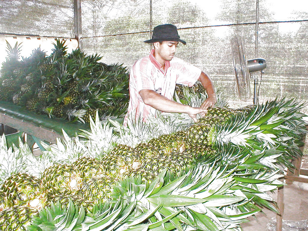 Optimismo. Productores esperan mayor oportunidad.(ARCHIVO )