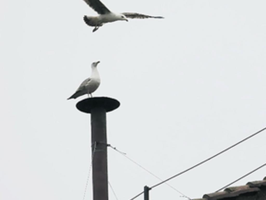 2. Una gaviota se posó por varios minutos en la chimenea de la capilla Sixtina.