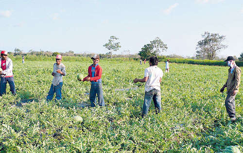 <p>Sistema. Por ahora suministra agua a 90 fincas.</p>