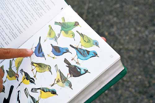 <p>Diversidad. En Panamá existen diferentes especies.</p>