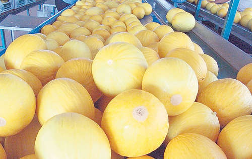 <p>Melón. Parte de la canasta de exportación.</p>