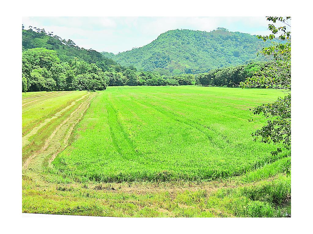 Afectados. El clima influyó en la baja producción.(DAMARIS FLORES)