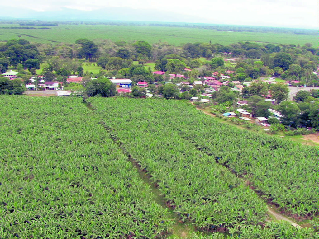 Plantaciones. Miles de hectáreas se siembran de esta fruta.(LEONARDO MACHUCA)