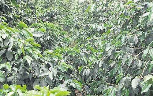 <p>Región. La siembra se efectuará en ocho comunidades de la comarca.</p>