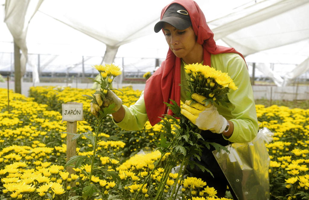 Una mujer realiza el corte en un cultivo de pompones. Foto/EFE<br><br>