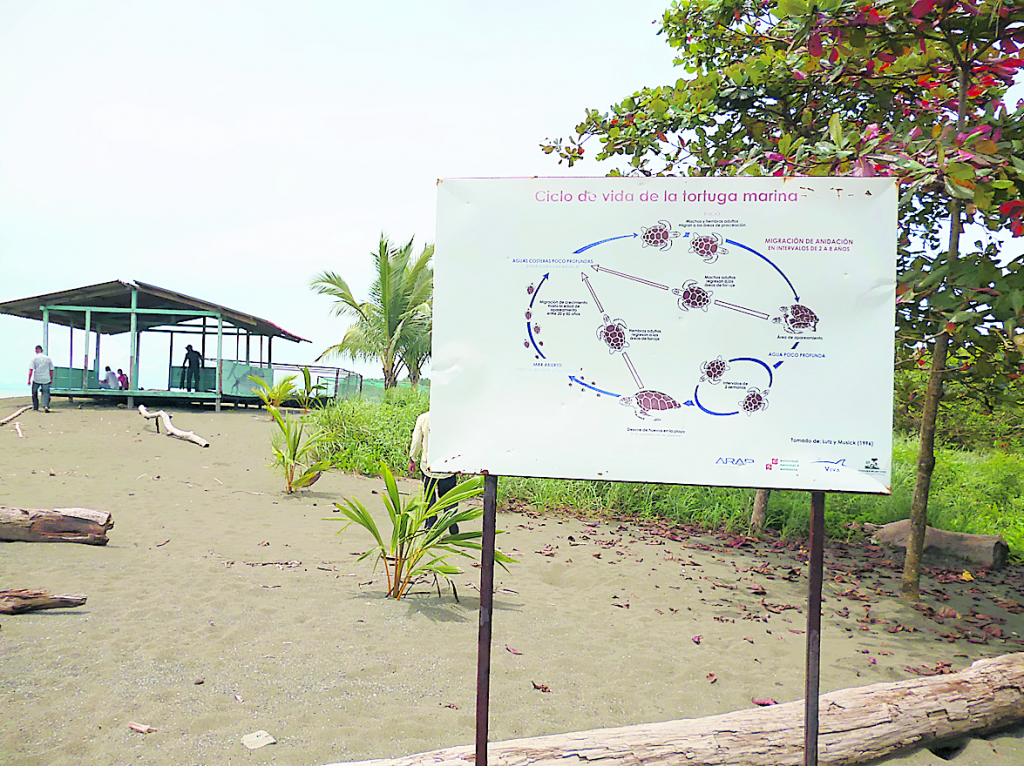 Naturaleza. Proyecto de conservación de tortugas.()