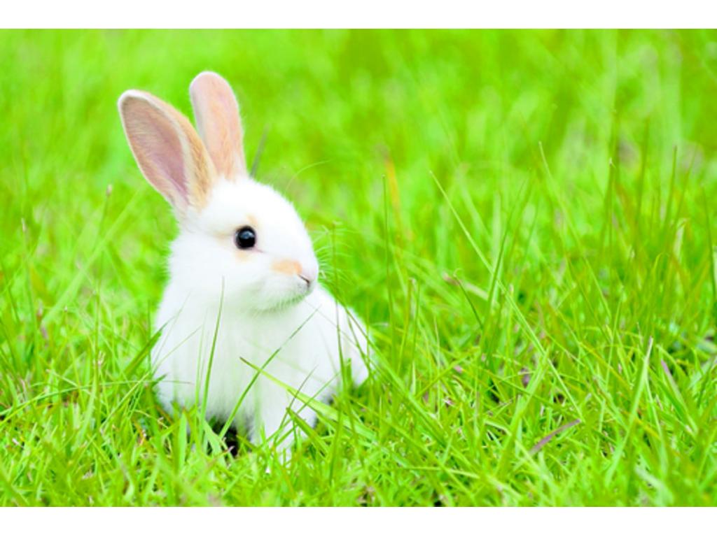 En Ángeles de los Animales también se dictan charlas sobre conejos.