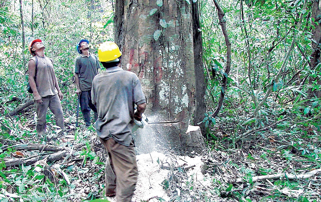 <p>Daños. Una de las causas de la deforestación es la tala, así como otras actividades como la ganadería.</p>