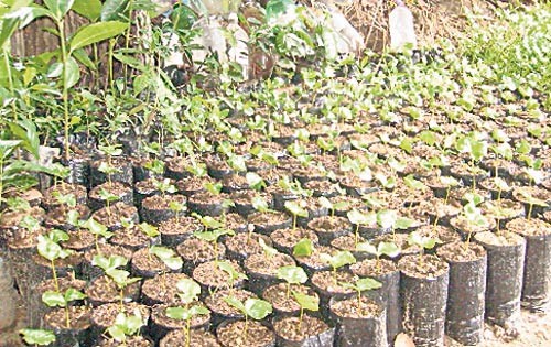 <p>Producción. Lo pueden hacer en el patio de sus casas.</p>