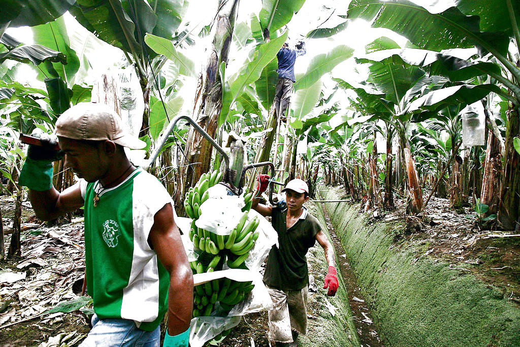 Trabajadores. La venta ilegal afecta a los productores.(ARCHIVO)