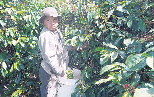<p>Niños. El problema persiste en los cafetales.</p>