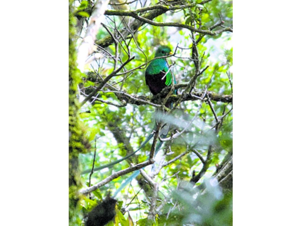 El tan famoso quetzal se puede observar en la zona.(Tomada de www.anam.gob.pa)