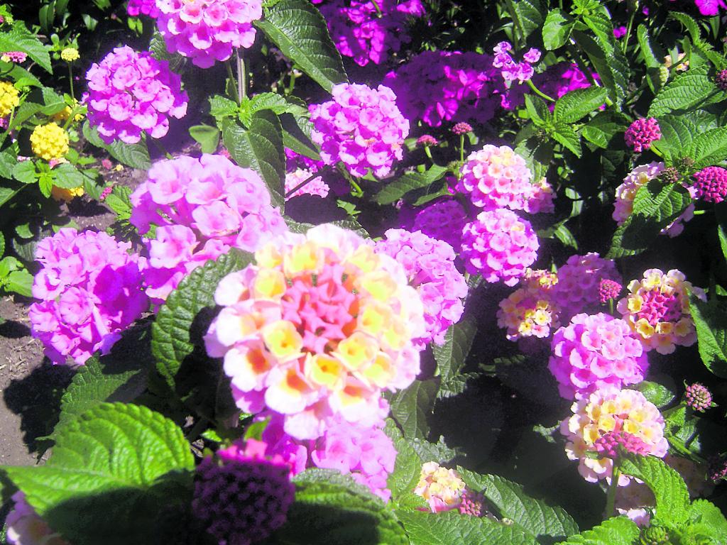 Lantana. Estas flores crecen en sitios fríos y calientes.(Luzmaldo Javilla)
