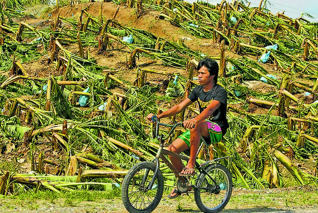 Afectación. Plantación bananera destrozada.(EFE)