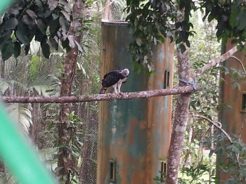 Águila Panamá en Summit.<br>