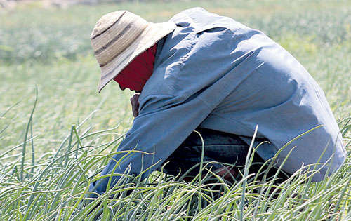<p></p><p></p><p>Conclusión. Productores aseguran no recibir beneficio.</p>