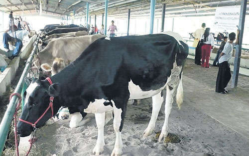 <p>Concurso. Habrá juzgamiento de ganado y caballos.</p>