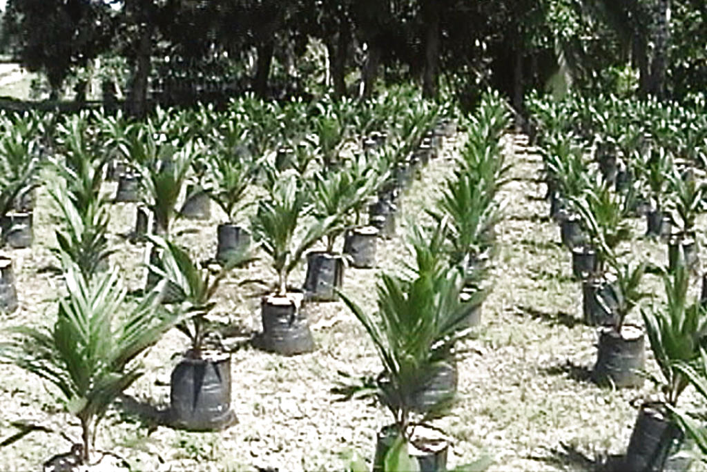 Procedencia.La planta fue traida desde África.()