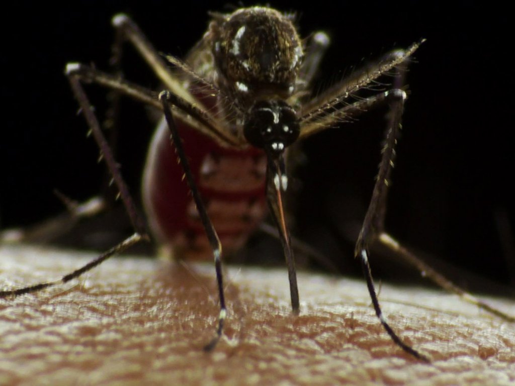 La poca colaboración de las personas en algunas comunidades ha incrementado los casos de dengue. <br>