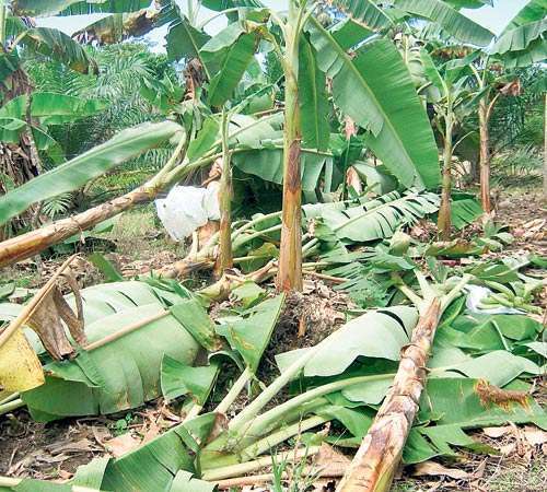 <p>Afectado. La plantación de plátano fue la más golpeada.</p>