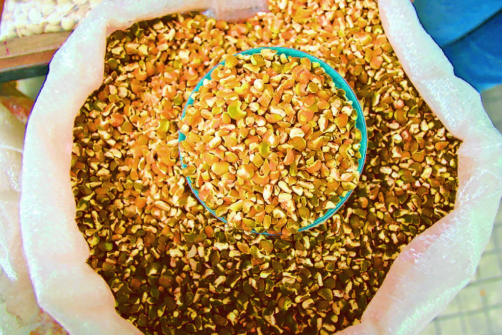Maíz. Panamá importa el grano para consumo animal.(Archivo.)
