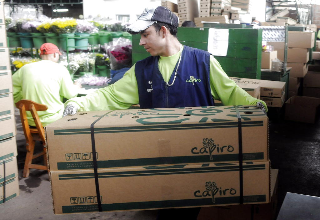 Un hombre traslada cajas con flores para su posterior embarque. Foto/EFE
