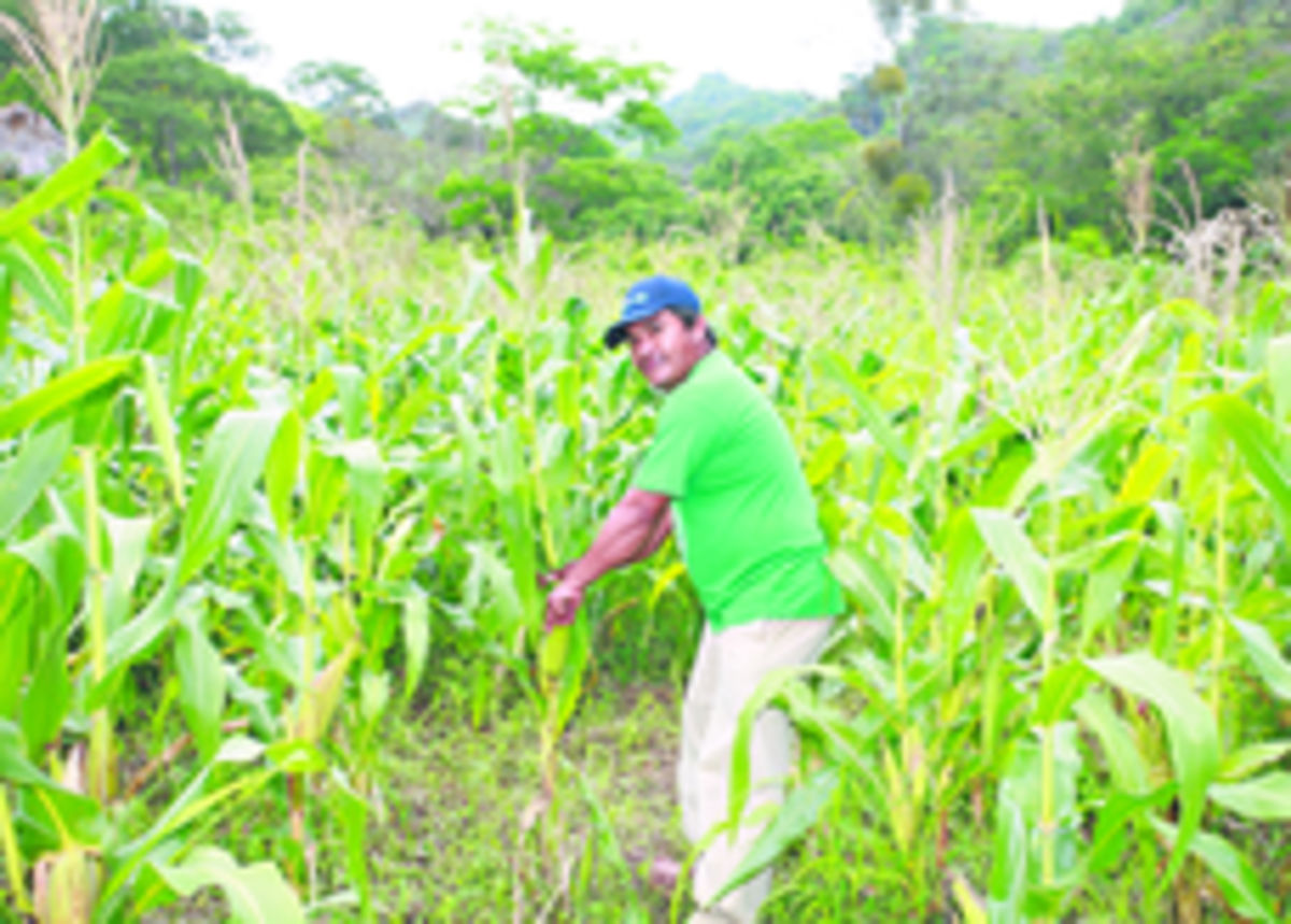 Los productores de maíz lograron mejorar el precio del quintal.(Archivo.)