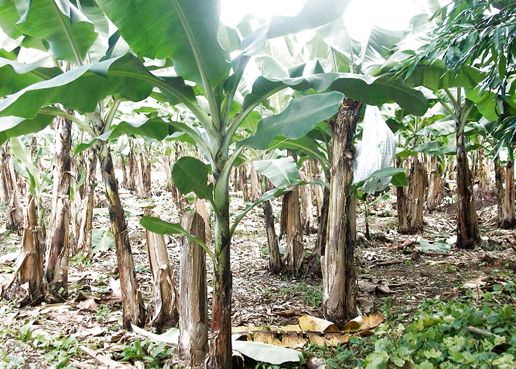 Prioridad. Las compañías agrícolas serán las favoritas.(JOSÉ VÁSQUEZ)