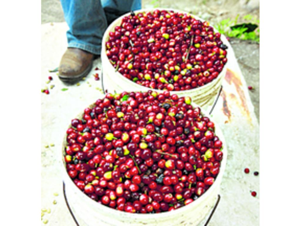 Volcán, zona donde se siembra y cosecha café.