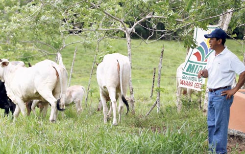 <p>Resultados. Daniel Valdés, desde que comenzó las prácticas ecoamigables, ha tenido una tasa de mortalidad cero.</p>
