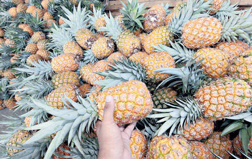 <p>Tamaño. Las exigencias de los mercados de venta son diferentes, en el caso de Europa prefieren la fruta de un tamaño no tan grande.</p>