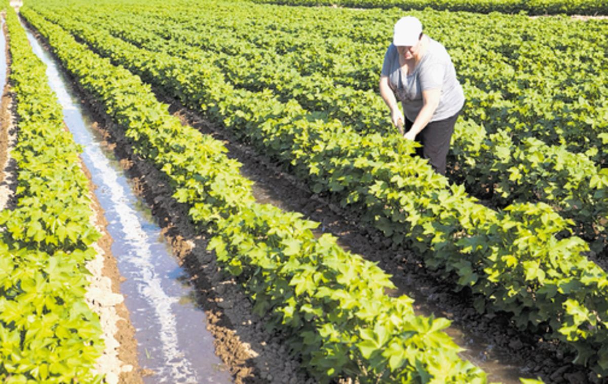 Las mujeres se desempeñan mayormente en la rama de servicio y comercio.()