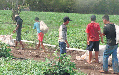 <p>Agricultura. Las labores de campo acaparan las cifras.</p>