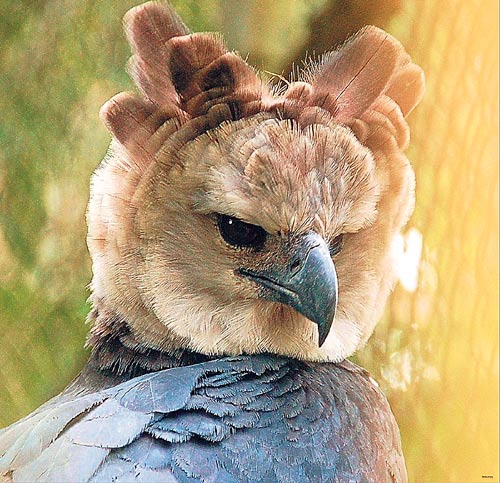 <p>Belleza alada. ¿Verdad que es imponente y majestuosa?</p>