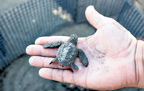 <p>Esfuerzo. El mayor atractivo de Playa Malena: sus tortugas</p>