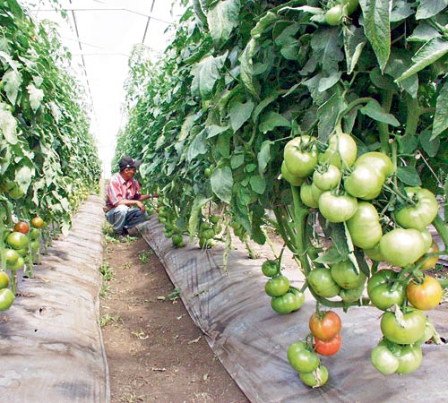 <p>Dificultad. Tomateros del país son afectados por el contrabando del producto procedente de Costa Rica.</p>