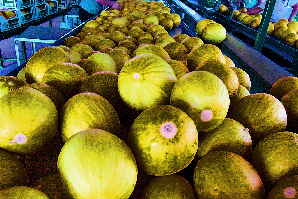 Melón. Es una fruta que genera divisas al país.(Archivo.)