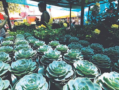<p>Vitrina. Podrán encontrar variedad de plantas ornamentales. </p>