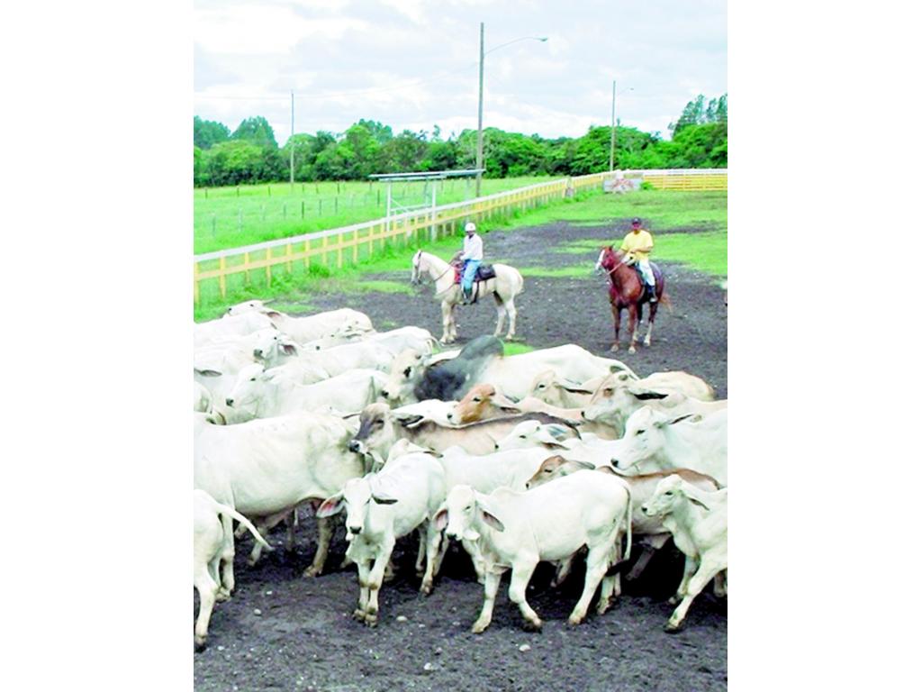 En Coclé, los cuidadores de fincas han tenido que armarse.