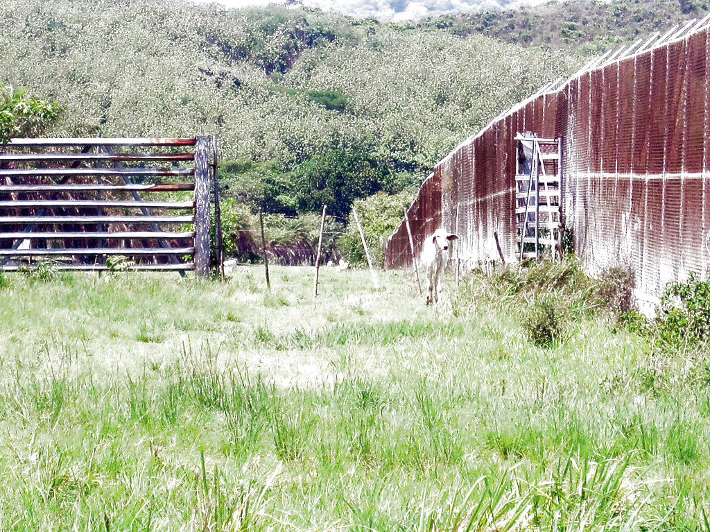 Finca. El ganado es el principal testigo.(Milerick Alvendas)