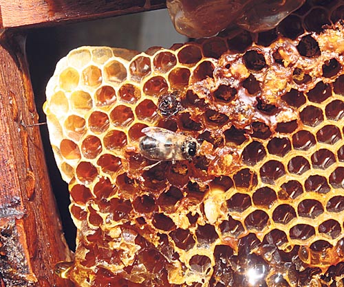 <p>Algunas de las abejas se quedan dentro cuando se recolectan las colmenas.</p>