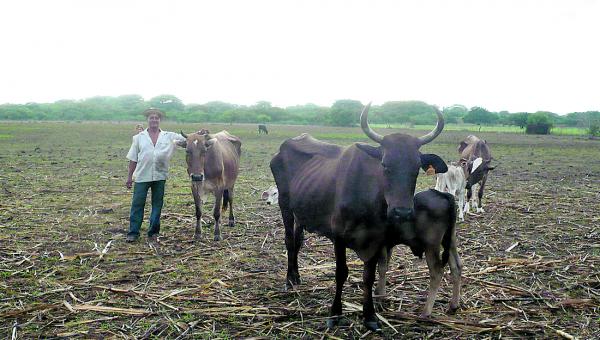 Las reses han bajado producto de la falta de agua y alimento. Foto/Zenaida Vásquez<br>