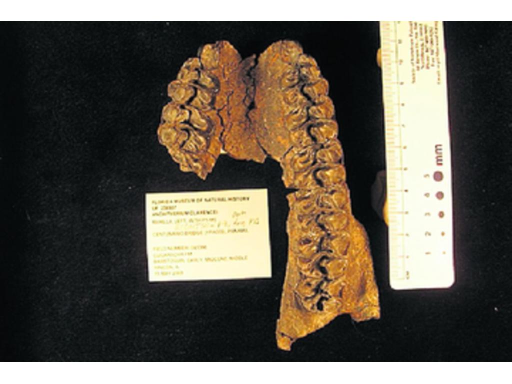 Dentadura del caballo forrajero.(Smithsonian)