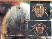 <b>Dermacentor (Anocentor) nitens</b><br>Garrapatas ornamentadas<br>Es un importante transmisor de bebesiosis en el ganado equino, pero también se asocia con la transmisión de enfermedades al ser humano. Son garrapatas ornamentadas de forma rectangu